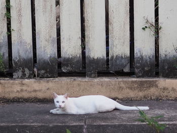 Portrait of white cat resting on floor