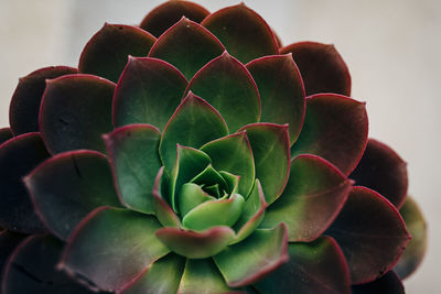 Beautiful water plants floating in the water like lotus in soft natural light.