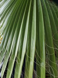 Full frame shot of bamboo plants