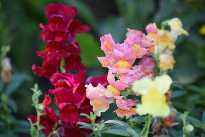 Close-up of pink flowering plants