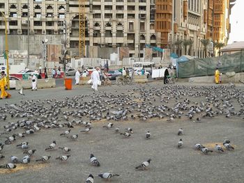 High angle view of birds in city