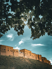 Low angle view of trees against sky