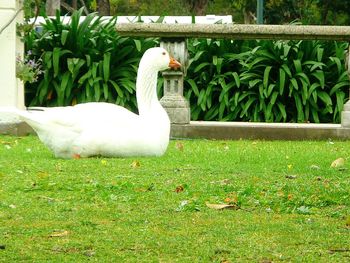 Close-up of swan on grass