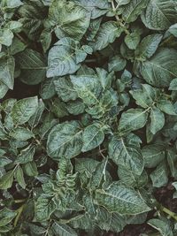 Full frame shot of potato leaves