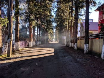 Empty road amidst trees