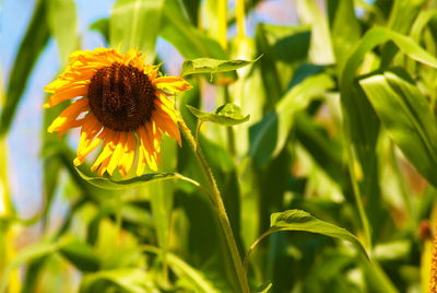 Close-up of yellow flowering plant