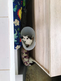 Dog looking away while standing on door