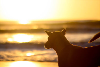Side view of a silhouette dog on shore