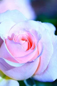 Close-up of pink rose