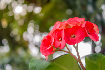 Close-up of red flowering plant