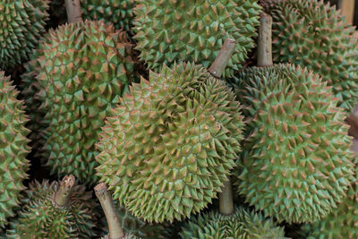 Full frame shot of succulent plants