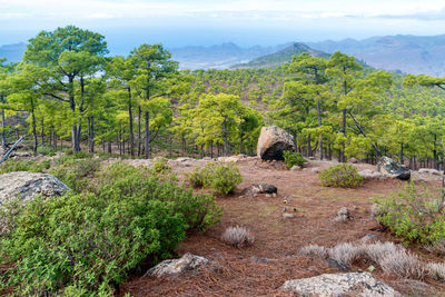 Scenic view of trees and mountains against sky