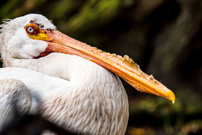 Close-up of bird