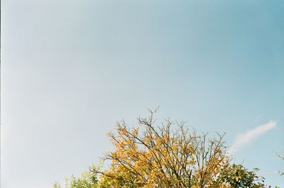 Low angle view of flowering plants against clear sky