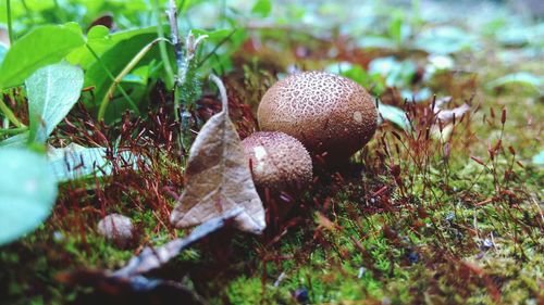 Close-up of mushroom on field