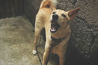 Dog lying on the ground