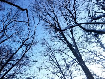 Low angle view of bare trees against sky