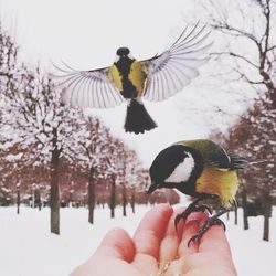 Close-up of bird flying