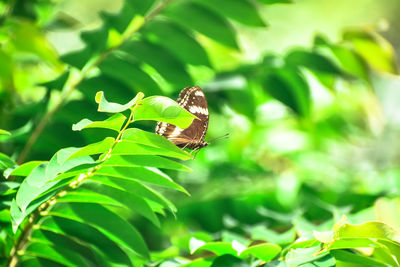 Close-up of butterfly on leaf