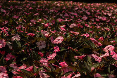 Full frame shot of pink flowers blooming in field