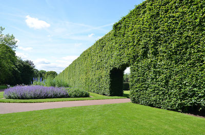 Pathway amidst hedge at garden against sky