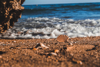 Surface level of pebble beach and a seashell 