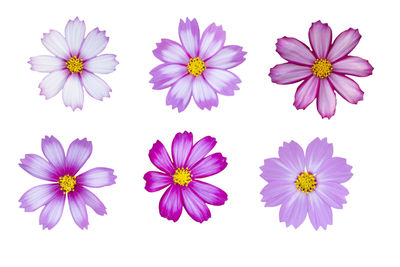 Close-up of pink flowers against white background