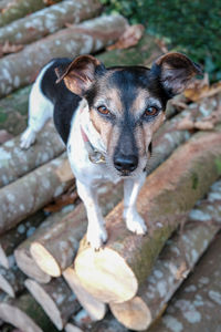 Close-up portrait of dog