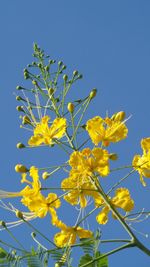 Close-up of yellow flowering plant against clear blue sky