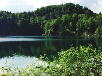 Scenic view of lake against trees in forest