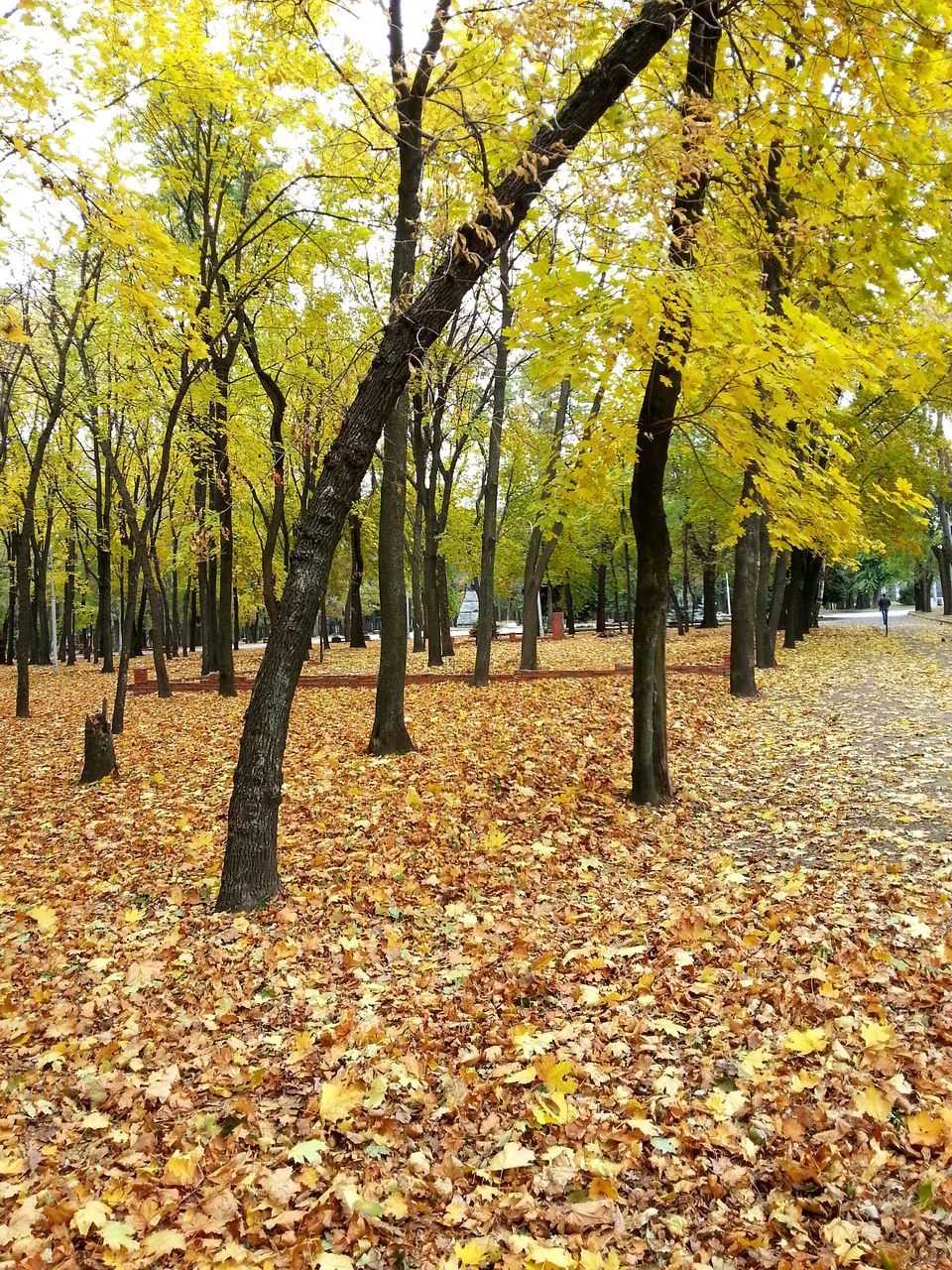 tree, nature, growth, beauty in nature, outdoors, sunlight, leaf, no people, yellow, tree trunk, tranquility, scenics, day, autumn, sky