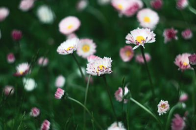 Close-up of white flowering plants on field