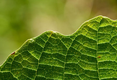 Close-up of leaf