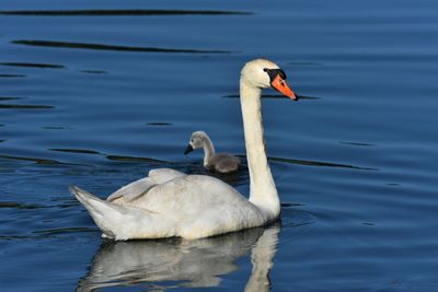 Swan swimming in lake