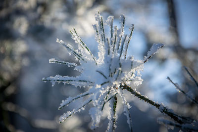 Close-up of frozen plant