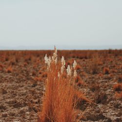 Close-up of wild grass