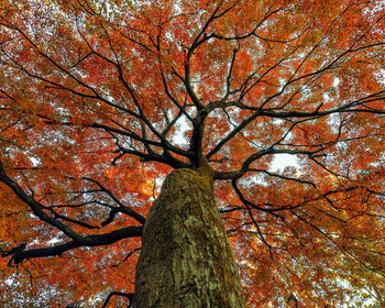 Low angle view of tree in autumn