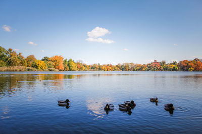 Ducks swimming in a lake