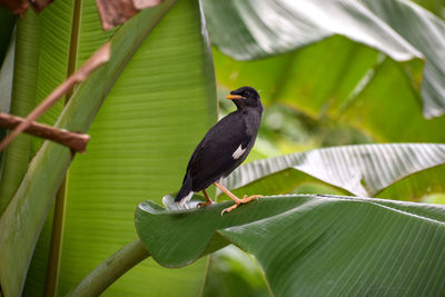 Close-up of bird perching on banana leaves