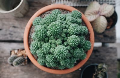 High angle view of potted plant on table