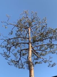 Low angle view of tree against clear blue sky