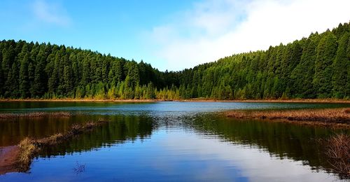 Scenic view of lake in forest against sky