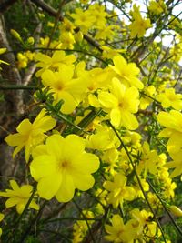 Close-up of yellow flowers blooming outdoors