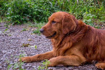 Close-up of dog sitting outdoors