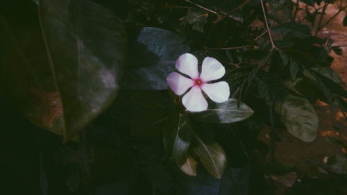 Close-up of white flowering plant