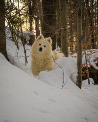 Dog in snow during winter