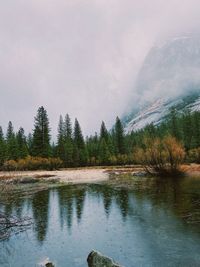 Scenic view of lake in forest against sky