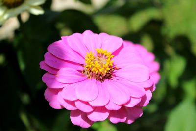 Close-up of pink flower blooming outdoors