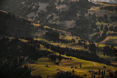High angle view of trees on field