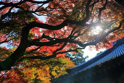 Low angle view of tree against sky